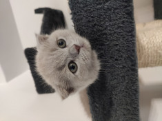 Puiu?i Scottish Fold &amp;amp; British Shorthair foto