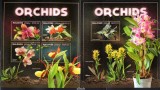 MALDIVE 2017, Flora, Orhidee, MNH