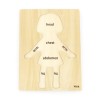 Puzzle Corpul uman - Fata 7 piese), Viga
