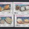 Emiratele Arabe Unite - Fauna Marina - COCHILII - MNH
