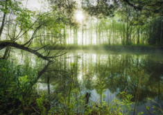 Puzzle Schmidt 1000 Stefan Hefele: Homeland jungle foto