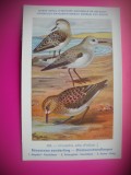 HOPCT 6336 CROCETHIA ALBA -PASARI DE APA-FAUNA EUROPA-CP CHROMO LITHO -MUZEUL REGAL STIINTE NATURALE BELGIA-NECIRCULATA, Printata