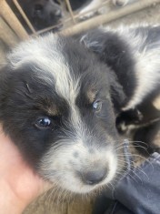 Pui ciobanesc carpatin foto