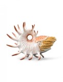 Figurina pictata manual Cooperoceras