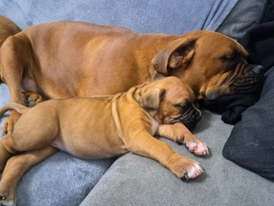 Pui boxeri de opt saptamani foto