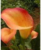 Zantedeschia (Cala) Apricot Glow 1 Bulb, Vrac, Oem