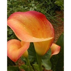 Zantedeschia (Cala) Apricot Glow 1 Bulb, Vrac