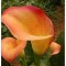 Zantedeschia (Cala) Apricot Glow 1 Bulb, Vrac