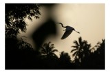 Tablou Canvas, "Egreta survol&acirc;nd pădurea tropicală la apus", Pasăre, Zbor, Siluetă, Copaci, Apus, Cer, Natură, Contrast., 39 x 26 cm, CMCLASS