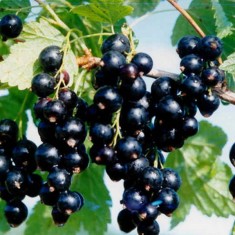 Coacaze negre