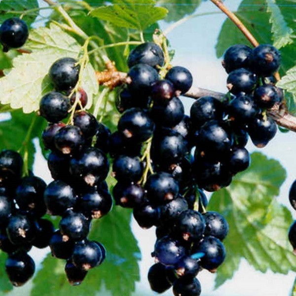 Coacaze negre