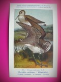 HOPCT 6315 TRINGA OCHROPUS -PASARI DE APA -FAUNA EUROPA-CP CHROMO LITHO -MUZEUL REGAL STIINTE NATURALE BELGIA-NECIRCULATA, Printata