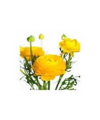 Piciorul Cocosului Ranunculus, Yellow, Galben, 10/+, 1 Bulb