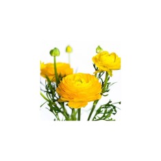 Piciorul Cocosului Ranunculus, Yellow, Galben, 6/7, 1 Bulb
