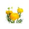 Piciorul Cocosului Ranunculus, Yellow, Galben, 6/7, 1 Bulb