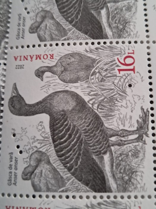 LP 2392 serie cu eroare perforatie interioara- Vanatul migrator si sedentar