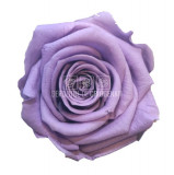 Trandafiri Criogenati PRINCESS LILA (&Oslash;2,5-3cm, set 16 buc /cutie)