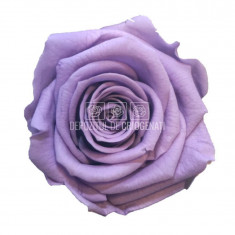 Trandafiri Criogenati PRINCESS LILA (Ø2,5-3cm, set 16 buc /cutie)