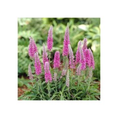 VERONICA SPICATA ROSE ZWERG - GHIVECI 2L