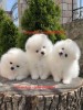 Pomeranian alb