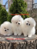 Pomeranian alb