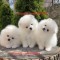 Pomeranian alb