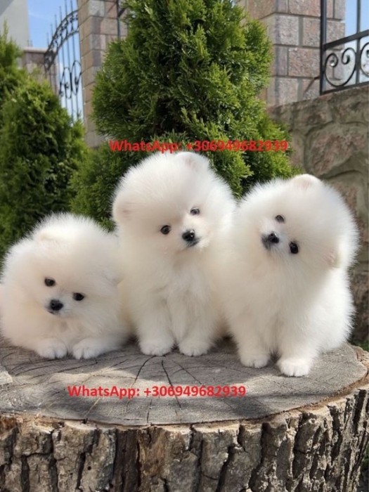 Pomeranian alb