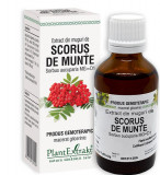 Extract din muguri de scorus de munte 50ml