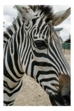 Tablou Canvas, "Zebra contempl&acirc;nd &icirc;n lumina dimineții", Zebră, Dungi, Natură, Curiozitate, Faună, Contrast, Privire, Habitat, Blană, Alb-Negru, 26 x 3