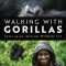 Walking with Gorillas
