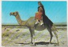 Bnk cp Siria - Costume arabe in desert - Kruger - necirculata, Printata