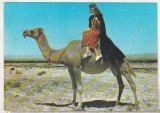 bnk cp Siria - Costume arabe in desert - Kruger - necirculata
