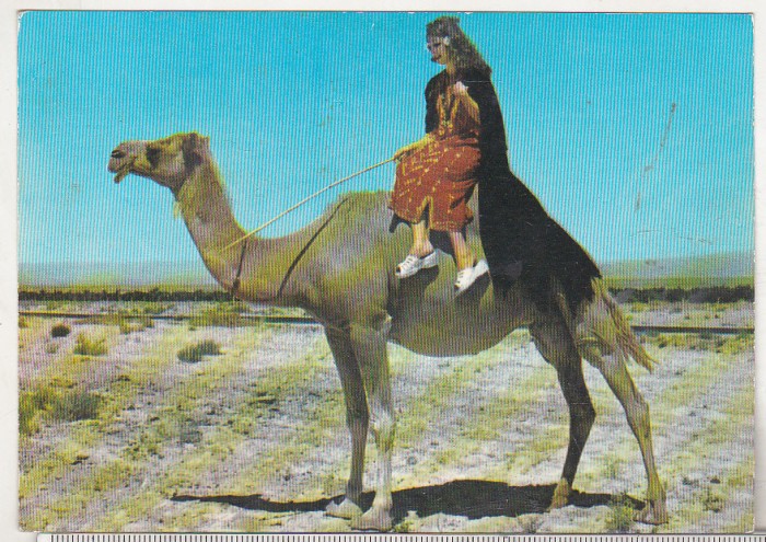 bnk cp Siria - Costume arabe in desert - Kruger - necirculata