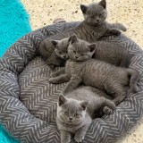 Pui pisica british shorthair