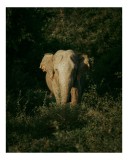 Tablou Canvas, "Elefant singuratic &icirc;n pădurea deasă", Nu pot identifica cine este &icirc;n imagine., 26 x 39 cm, CMCLASS