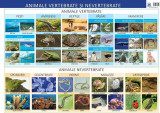 Animale vertebrate și nevertebrate - Planșă educativă