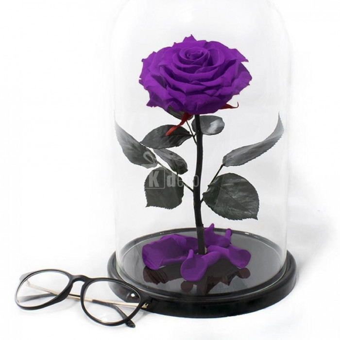 Trandafir Criogenat mov bonita &Oslash;9,5cm in cupola 17x28cm