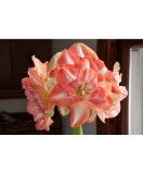Amaryllis, Hippeastrum Beautiful Emotion, Somon/Alb Floare Dubla, 24/26,1 bulb, Oem