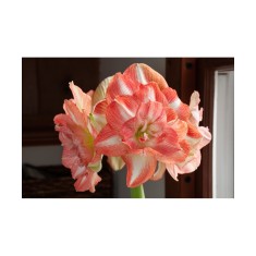 Amaryllis, Hippeastrum Beautiful Emotion, Somon/Alb Floare Dubla, 24/26,1 bulb