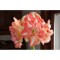 Amaryllis, Hippeastrum Beautiful Emotion, Somon/Alb Floare Dubla, 24/26,1 bulb