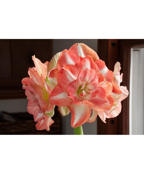 Amaryllis, Hippeastrum Beautiful Emotion, Somon/Alb Floare Dubla, 24/26,1 bulb