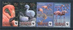 BAHAMAS 2014 WWF PASARI FLAMINGO foto