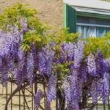 seminte gliciniaset 10buc wisteria si plantute puiet