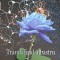 TRANDAFIRUL ALBASTRU (CU DEDICATIA AUTORULUI)-VIRGIL RAZESU-245478