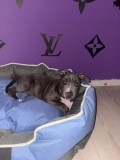 Pui Amstaff (American Staffordshire Terrier) Mascul, 12 Saptamani, Top Dog, Vaccinat, Carnet Sanatate
