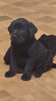 Labrador Retriever foto