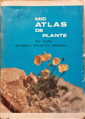 Mic atlas de plante din flora Republicii Socialiste Romania foto