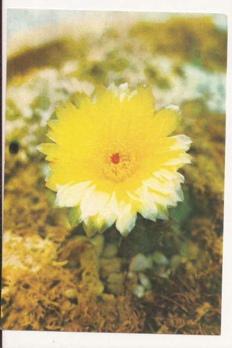 RF8 -Carte Postala- Iasi, Gradina Botanica, necirculata