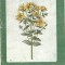 Sunatoarea - A. Agopian