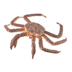 Figurina Crab Regal pictata manual XL Collecta